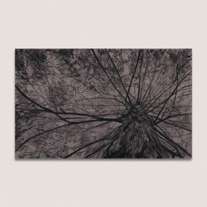 original black and white graphite pencil tree branches nature scene illustration